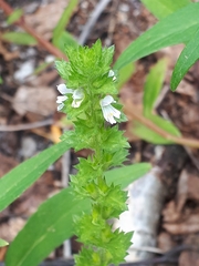 Euphrasia hirtella