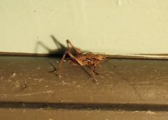 Atlanticus monticola