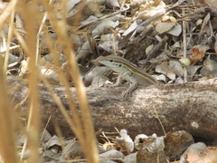 Aspidoscelis sonorae