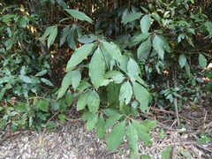 Neolitsea dealbata