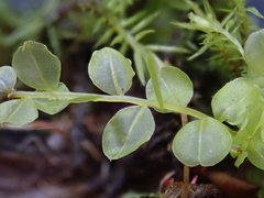 Plagiomnium ellipticum