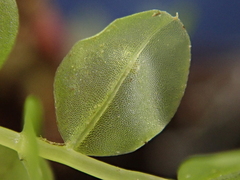 Plagiomnium ellipticum