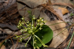 Malaxis novogaliciana