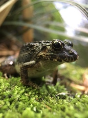 Fejervarya kawamurai