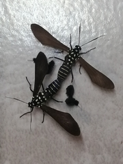 Horama plumipes