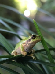 Hyla japonica