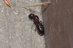 Camponotus obscuripes