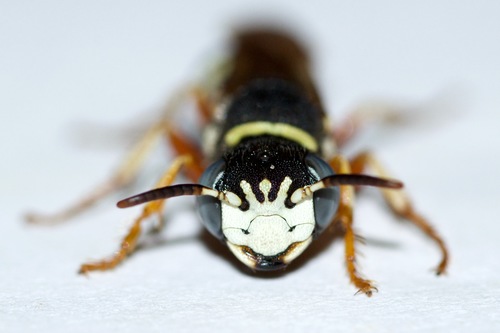 bee-killer wasp