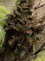 Pseudocyphellaria neglecta