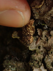 Pseudocyphellaria neglecta