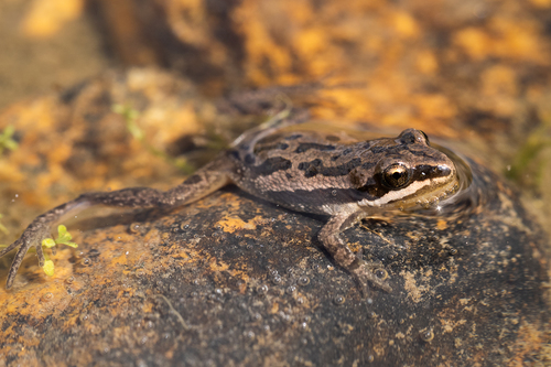 Boreal Chorus Frog photographed in Colorado
