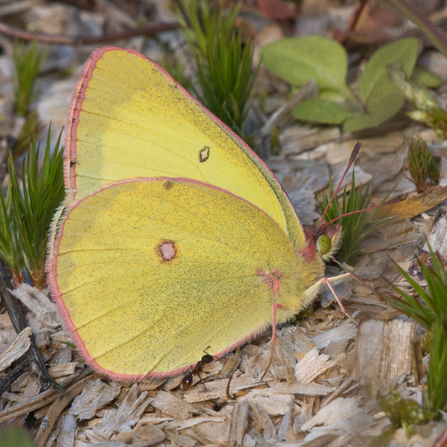 Pink-edged Sulphur