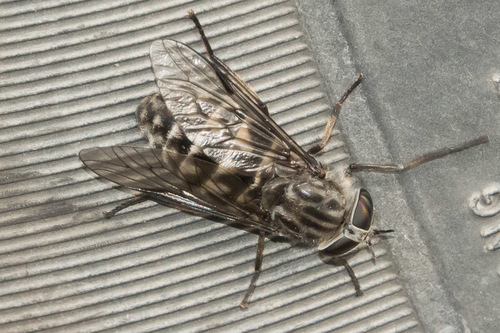 Hybomitra astuta observed 2020-08-01