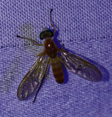 Ptecticus trivittatus