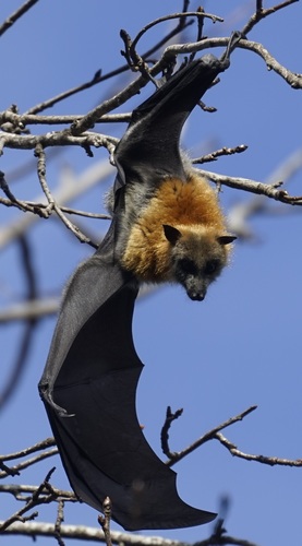 Gray-headed Flying Fox