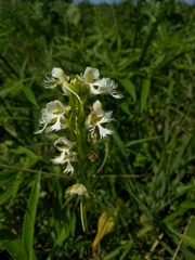 Platanthera leucophaea