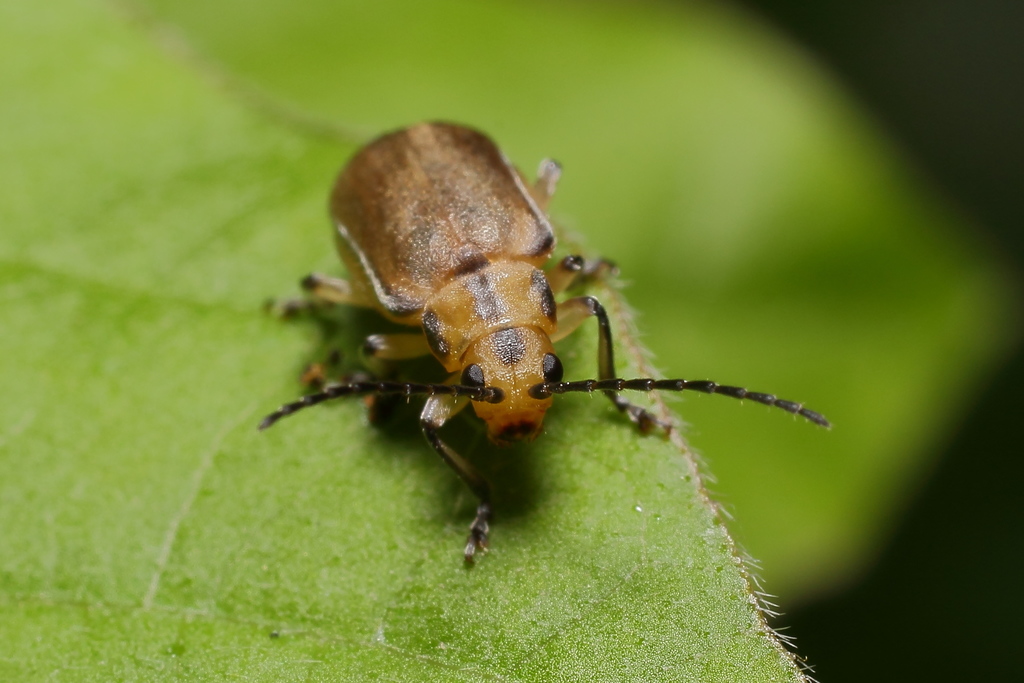 Pyrrhalta lineatipes