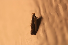 Dichomeris serrativittella