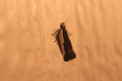 Dichomeris serrativittella