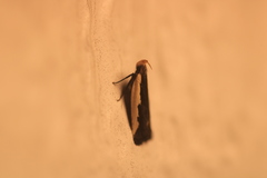 Dichomeris serrativittella