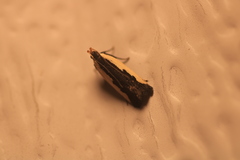 Dichomeris serrativittella