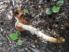 Cortinarius epiphaeus