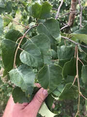 Betula neoalaskana