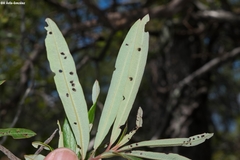 Comarostaphylis glaucescens