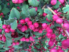 Cotoneaster magnificus