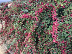Cotoneaster magnificus