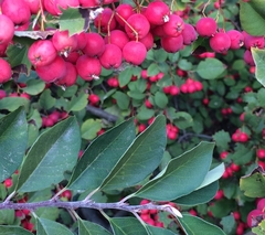 Cotoneaster magnificus