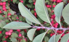 Cotoneaster magnificus