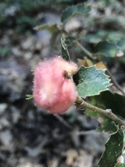 Heteroecus dasydactyli