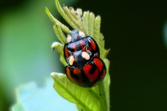 Aiolocaria hexaspilota