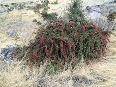 Cotoneaster magnificus