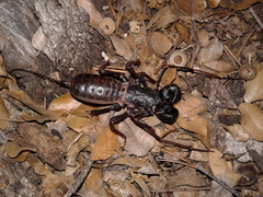 Mastigoproctus tohono
