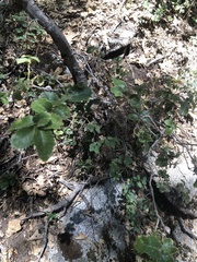 Heteroecus dasydactyli