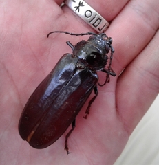 Archodontes melanopus