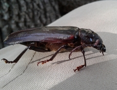 Archodontes melanopus