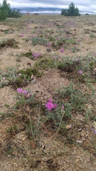 Oxytropis lanata