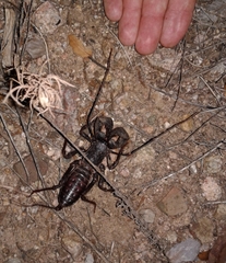 Mastigoproctus tohono