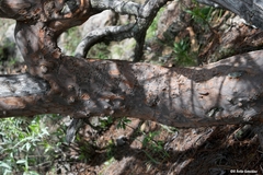 Comarostaphylis glaucescens