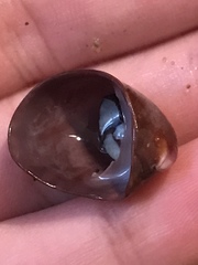 Crepidula adunca