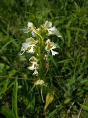 Platanthera leucophaea