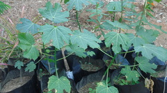 Cnidoscolus elasticus