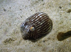 Sepioloidea lineolata