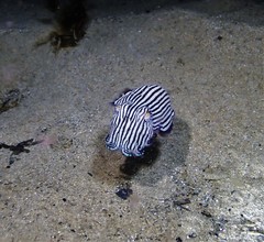 Sepioloidea lineolata