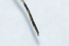 Aedes dorsalis