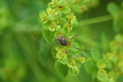 Homolophus