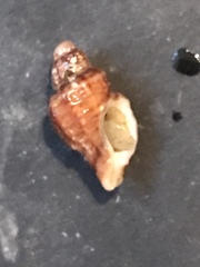 Paciocinebrina atropurpurea